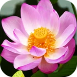 blooming lotus video wallpaper android application logo